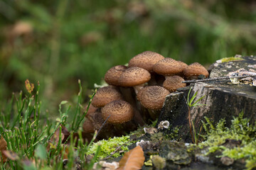 Autumn forest mushrooms in the Beskids