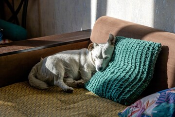 Lovely photo of a cute sleeping dog