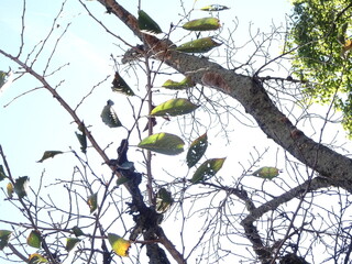 桜が落葉する秋の森
