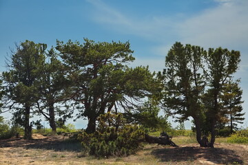 Sandy shores of Lake Baikal.