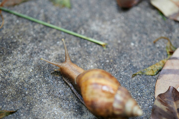 Close-up of snail clawing on the ground
