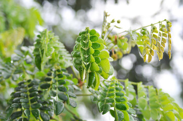 tree and sky background or Rain tree or Samanea saman, LEGUMINOSAE MIMOSOIDEAE and rain drop