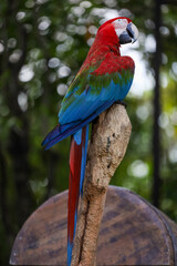 Close up the red macaw parrot bird in garden
