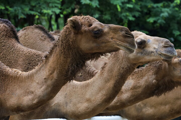 Close up head the camels in the garden