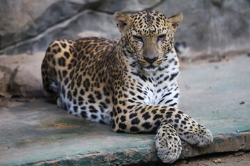 The leopard tiger is cute and speed wildanimal in zoology.