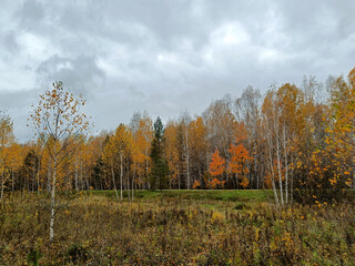 Fototapeta premium golden autumn in the forest