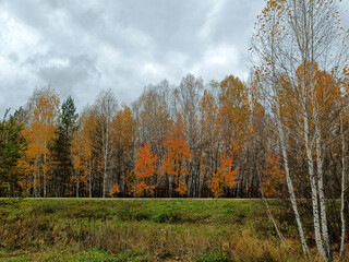 golden autumn in the forest