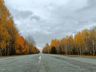 Obraz premium road through a bright autumn forest