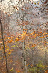 Forest landscape with a trees. Autumn