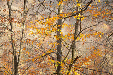 Forest landscape with a trees. Autumn