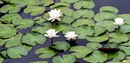 Lotus flowers on in the pond