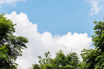 Looking up at the treetop and sky