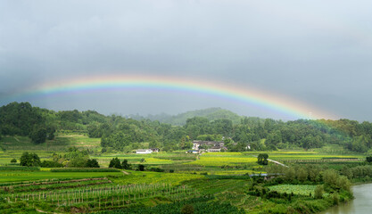 Rainbow over green rice field