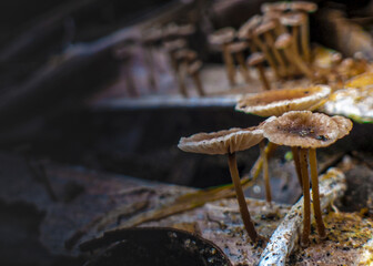 A brown mushroom forest on a black background.