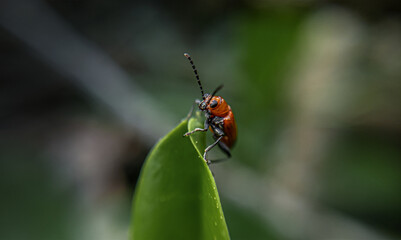 A red ladybug on a leaf.