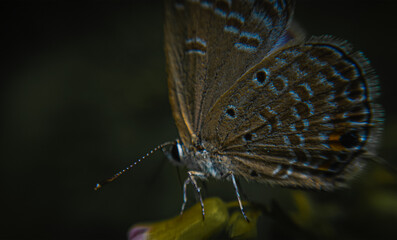 A butterfly with amazing colors.