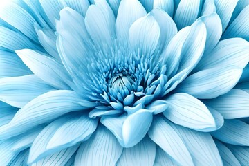 close up of blue chrysanthemum