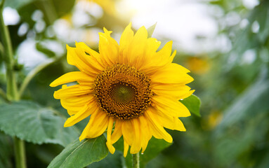Fototapeta premium Sunflower blooming in the flower field