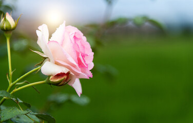 Pink rose flower blooming in the garden