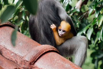 Family of Dusky Leaf Monkey Sitting on the Tree