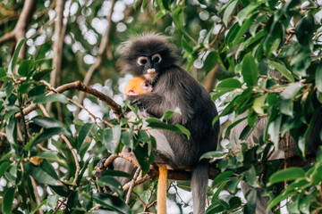 Family of Dusky Leaf Monkey Sitting on the Tree