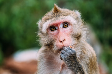 Portrait of rhesus macaque eating - Powered by Adobe