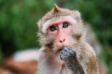 Fotobehang Portrait of rhesus macaque eating © Iurii