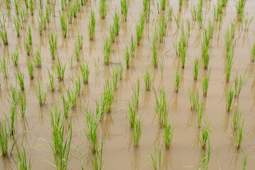 Young green rice plants irrigated with enough water
