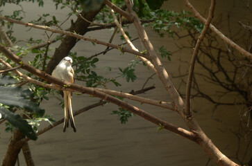 White finch perched on birch tree branch