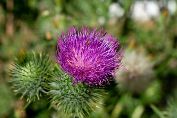 A close up image of the bright purple spikey blossom on a Bull Thistle plant. 