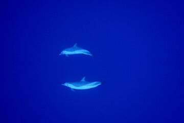 Wild Spotted Dolphins Swimming in Hawaii 