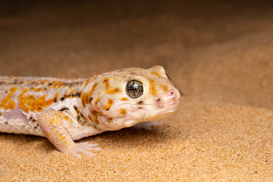 The wonder gecko, a species that is critically endangered in the UAE