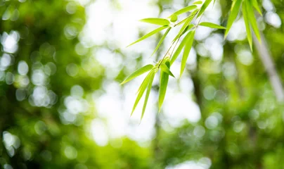 Rolgordijnen Background of green bamboo leaves © xy