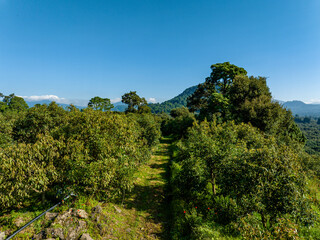 AVOCADO TREES IN A FARM