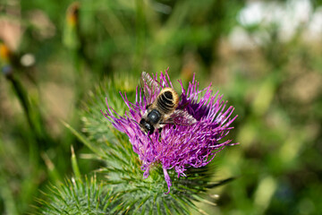 An image of a yellow and black honey bee covered in the bright yellow pollen of the Bull Thistle flower. 