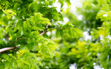 Background of green metasequoia leaves