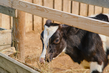 The young calves are munching on hay inside the barn at the ranch.
