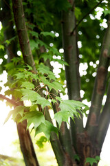 Background of green maple leaves