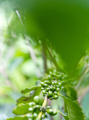 Green coffee beans on the tree