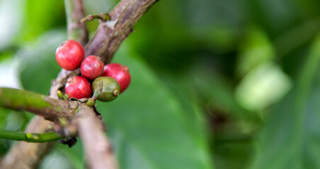 Green and red coffee beans on the tree