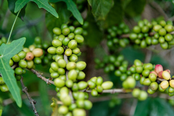 Green and red coffee beans on the tree