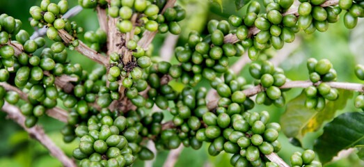 Green coffee beans on the tree
