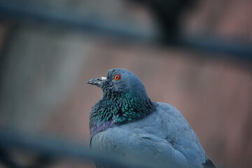 close up of a pigeon