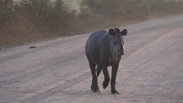 shy and elusive south american tapir, tapirus terrestris, walking on the Transpantaneira gravel road towards Porto Jofre in the biggest swamp area of the world in the eraly morning sunlight.