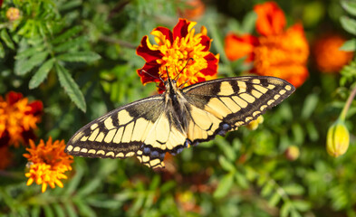 Close-up of a butterfly on an orange flower in nature
