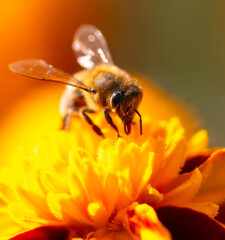 Close-up of a bee on an orange flower. Macro