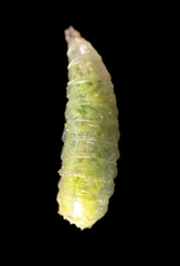 Green maggot isolated on black background. Macro