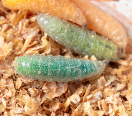 Green maggots in sawdust. Macro