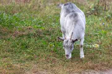 A goat grazes in the grass in a pasture