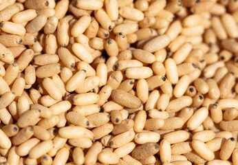 Close up of red ant eggs. Macro